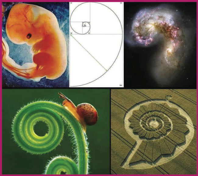 Embryology Spirit and Essence Workshop – August 2023